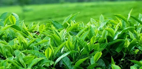 قیمت خرید چای سبز چکشی + فروش ویژه